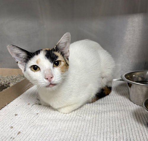 HAZEL, a cat for adoption from The City of Pasadena, Texas
