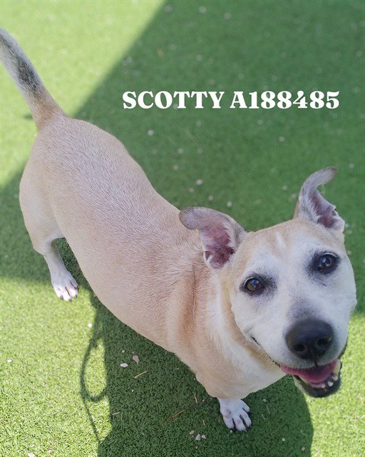 SCOTTY