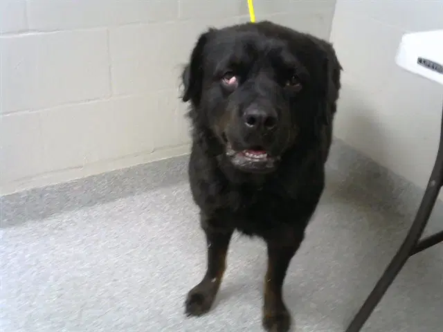 Azula - Rottweiler