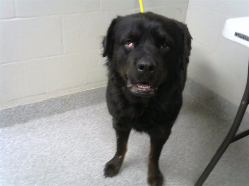 AZULA, a dog for adoption from The City of Pasadena, Texas