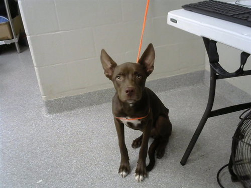 ELLIE, a dog for adoption from The City of Pasadena, Texas