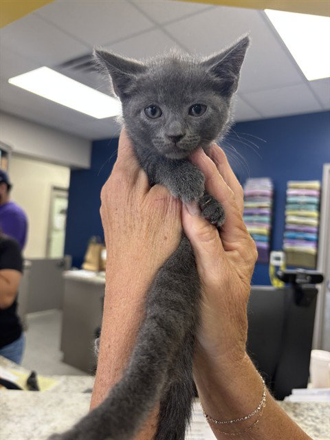 A188626, a cat for adoption from The City of Pasadena, Texas