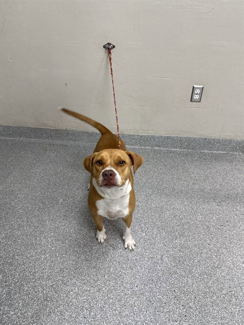 CANELA, a dog for adoption from The City of Pasadena, Texas
