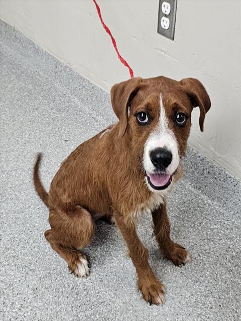 RED SONJA, a dog for adoption from The City of Pasadena, Texas