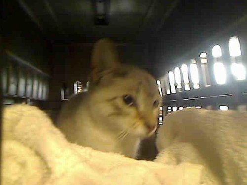 SKYLAR, a cat for adoption from The City of Pasadena, Texas