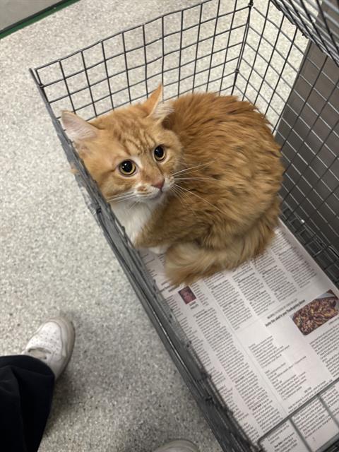 KITTY, a cat for adoption from The City of Pasadena, Texas