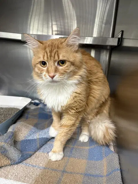 Kitty - Domestic Medium Hair