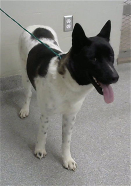 A188222, a dog for adoption from The City of Pasadena, Texas