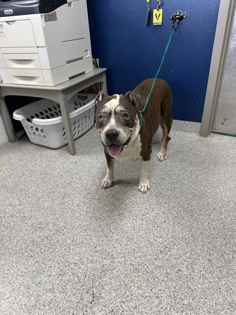 Unknown - American Pit Bull Terrier
