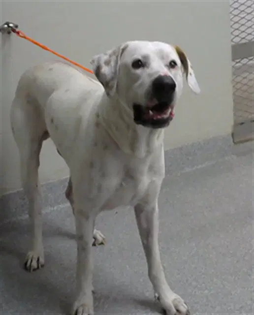 Unknown - Mastiff