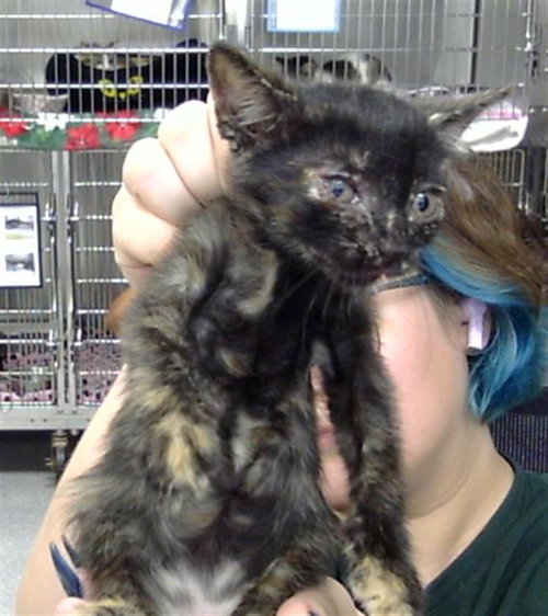 A188387, a cat for adoption from The City of Pasadena, Texas