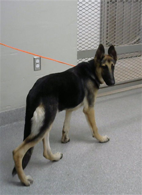 A188505, a dog for adoption from The City of Pasadena, Texas