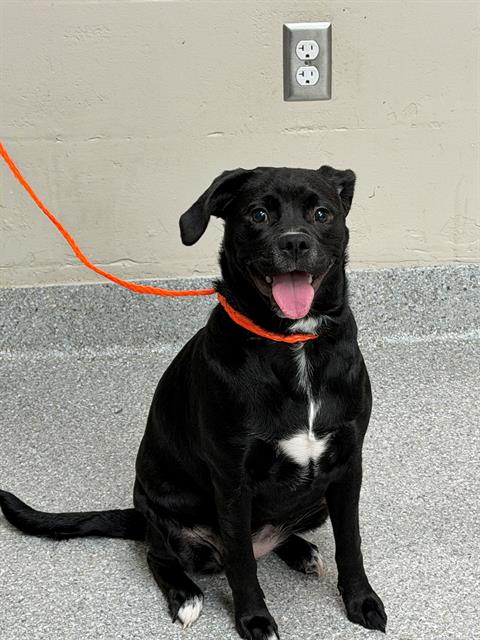 A188535, a dog for adoption from The City of Pasadena, Texas