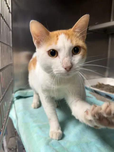 Mooney - Domestic Short Hair