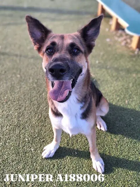 Unknown - German Shepherd Dog