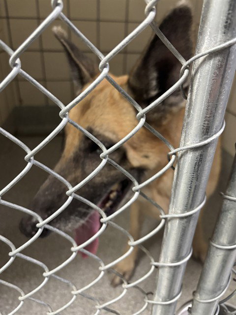 A188019, a dog for adoption from The City of Pasadena, Texas