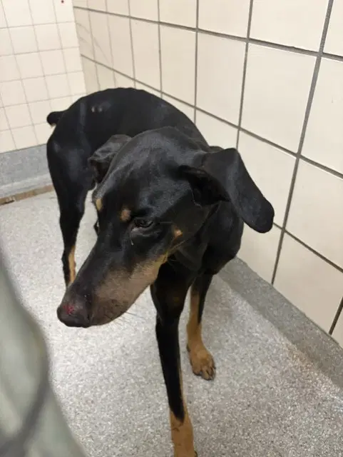 Unknown - Doberman Pinscher