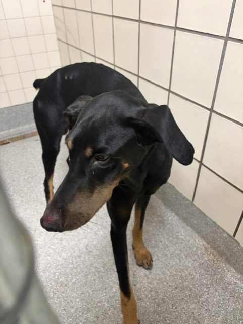 A188570, a dog for adoption from The City of Pasadena, Texas