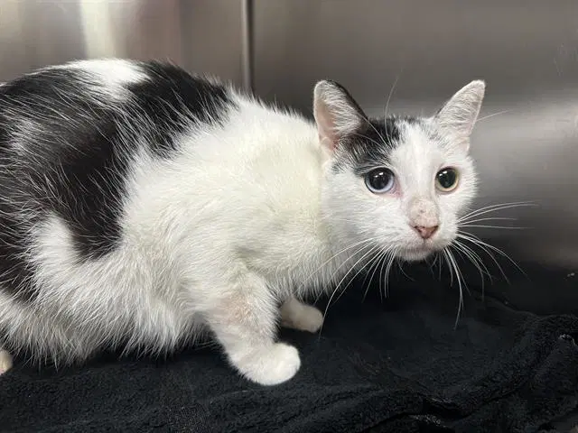 Unknown - Domestic Short Hair