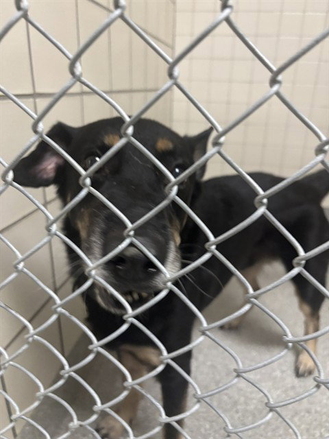 KANE, a dog for adoption from The City of Pasadena, Texas