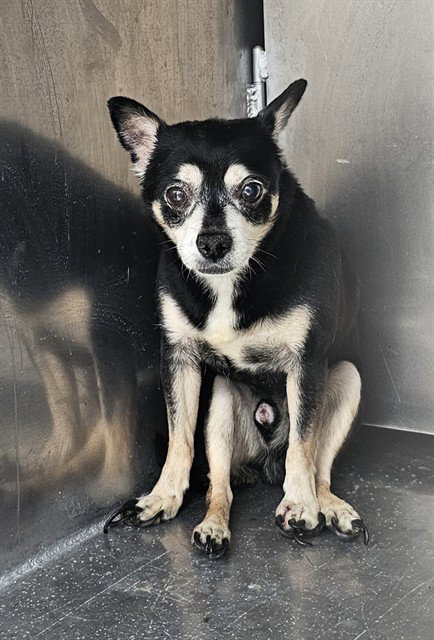 A188515, a dog for adoption from The City of Pasadena, Texas