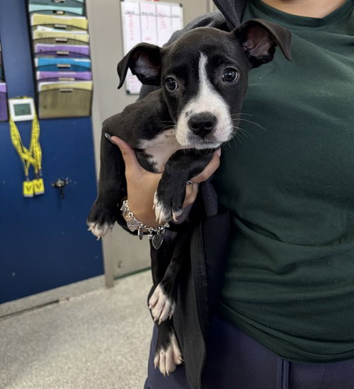A188644, a dog for adoption from The City of Pasadena, Texas