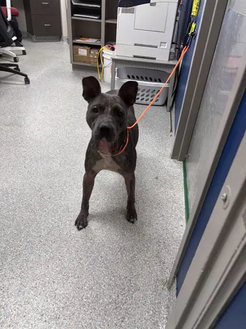 Unknown - American Staffordshire Terrier