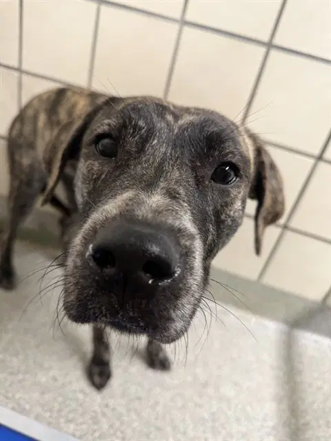 Unknown - Plott Hound
