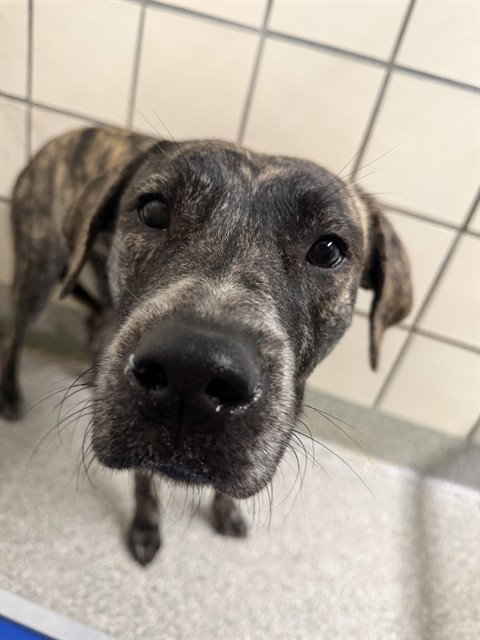 A188659, a dog for adoption from The City of Pasadena, Texas
