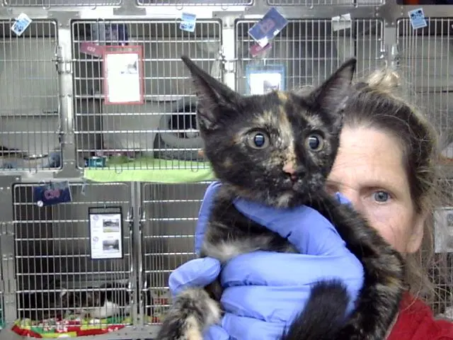 Unknown - Domestic Short Hair