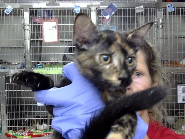 Unknown - Domestic Short Hair