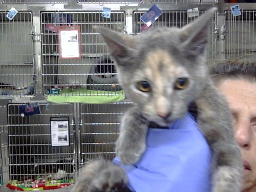 A188668, a cat for adoption from The City of Pasadena, Texas