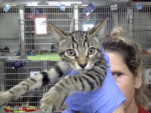 A188670, a cat for adoption from The City of Pasadena, Texas