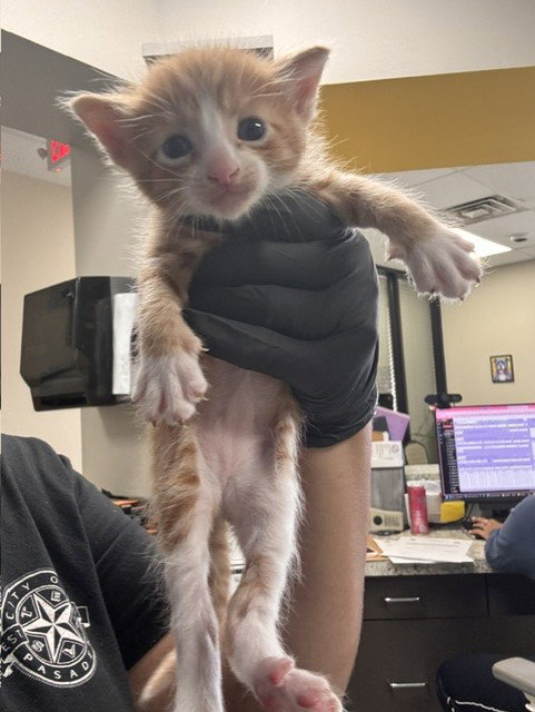 A187869, a cat for adoption from The City of Pasadena, Texas