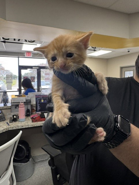 A187870, a cat for adoption from The City of Pasadena, Texas