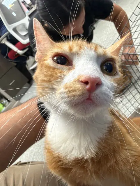 Ragga - Domestic Short Hair