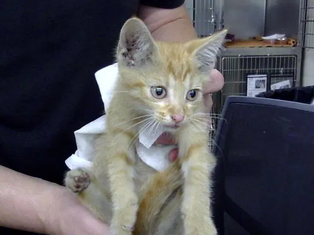 Unknown - Domestic Short Hair