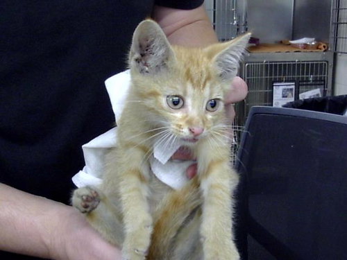 A188642, a cat for adoption from The City of Pasadena, Texas