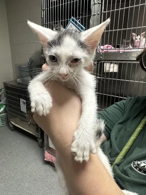 Unknown - Domestic Short Hair
