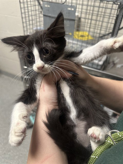 A188676, a cat for adoption from The City of Pasadena, Texas