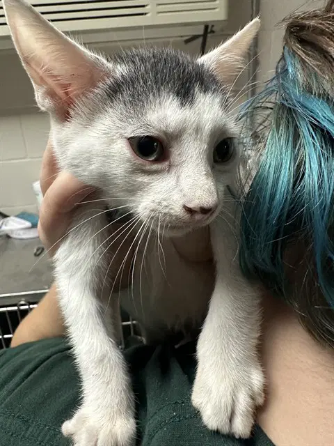 Unknown - Domestic Short Hair