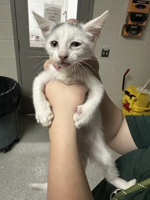 Unknown - Domestic Short Hair