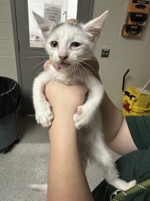 A188679, a cat for adoption from The City of Pasadena, Texas