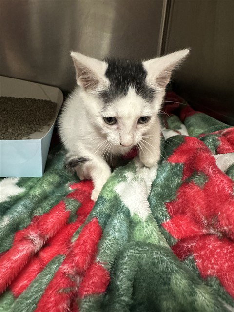 A188680, a cat for adoption from The City of Pasadena, Texas
