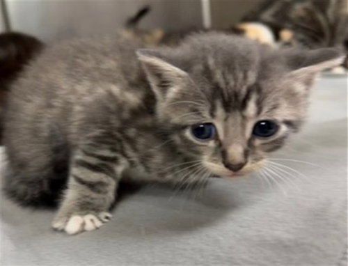 MILES, a cat for adoption from The City of Pasadena, Texas