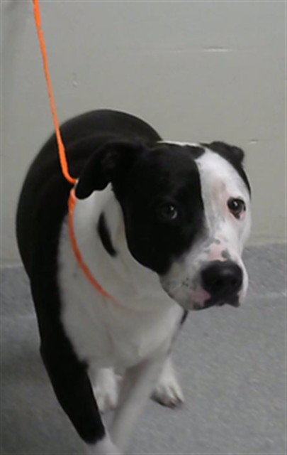 PANDA, a dog for adoption from The City of Pasadena, Texas