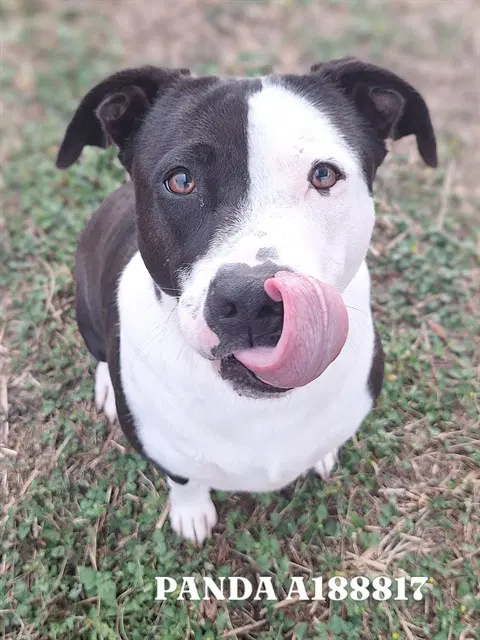 Panda - American Pit Bull Terrier