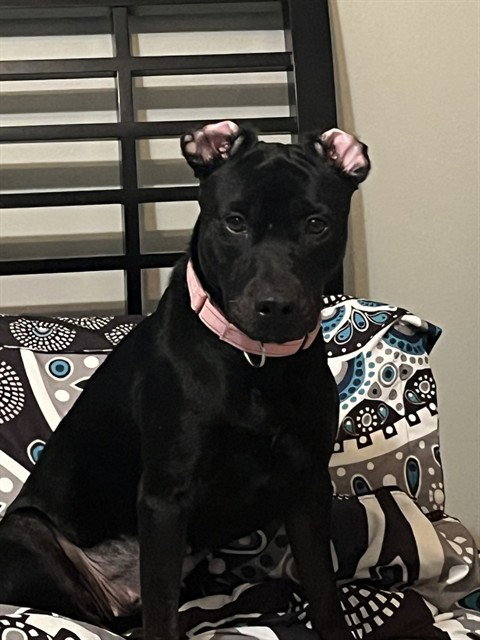 KODA