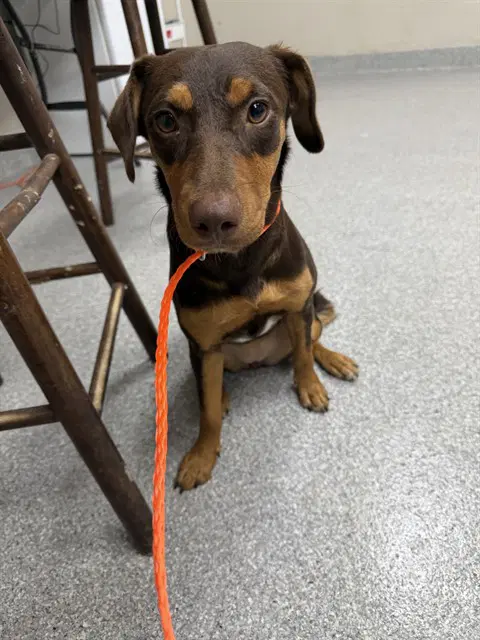 Unknown - Doberman Pinscher