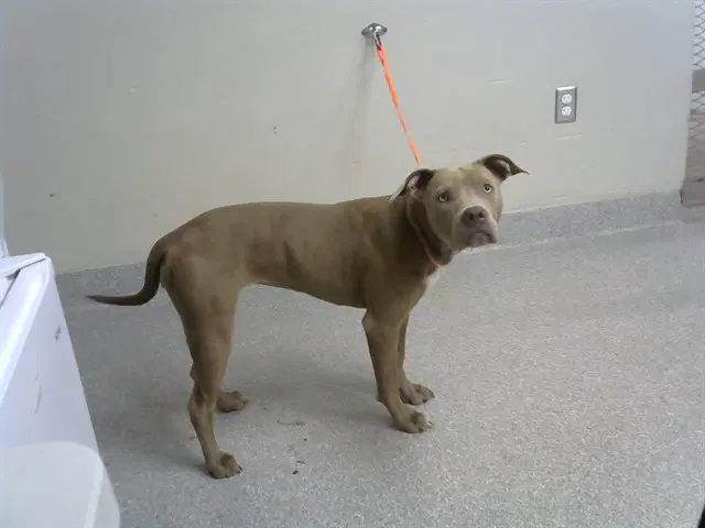 Unknown - American Pit Bull Terrier